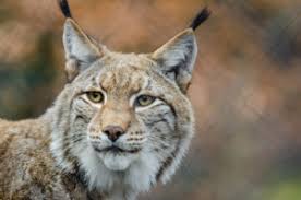 lynx