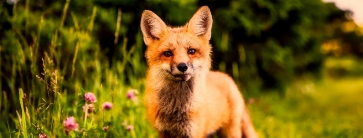 780x400_1505807450lisica