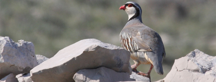 rock-partridge-alectoris-graeca-1280x720