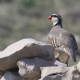 rock-partridge-alectoris-graeca-1280x720